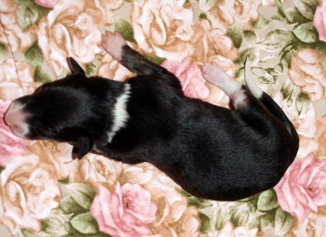 Puppy 3 - Irish Marked Sable Girl